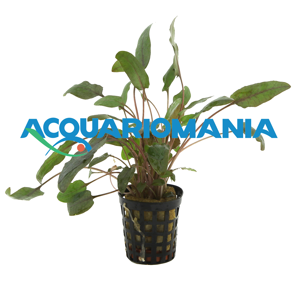 Pianta Cryptocoryne Bullosa vasetto