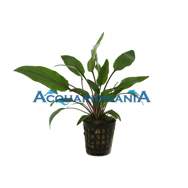 Pianta Cryptocoryne Undulata Kasselman vasetto