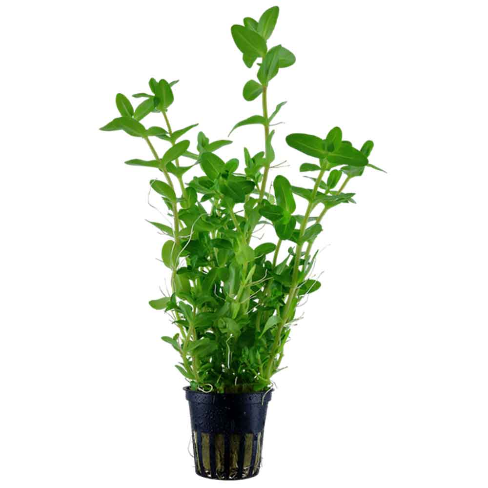 Tropica Pianta Bacopa Caroliniana in vasetto