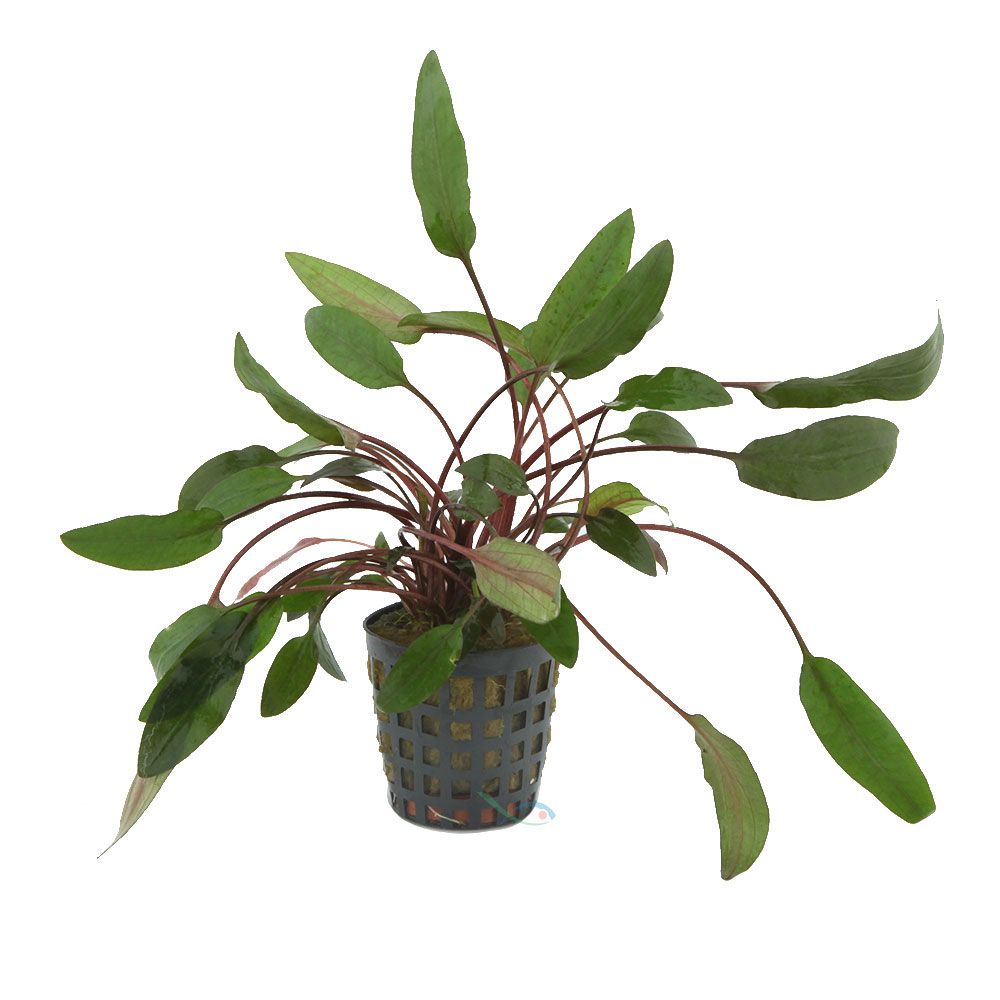 Pianta Cryptocoryne beckettii vasetto