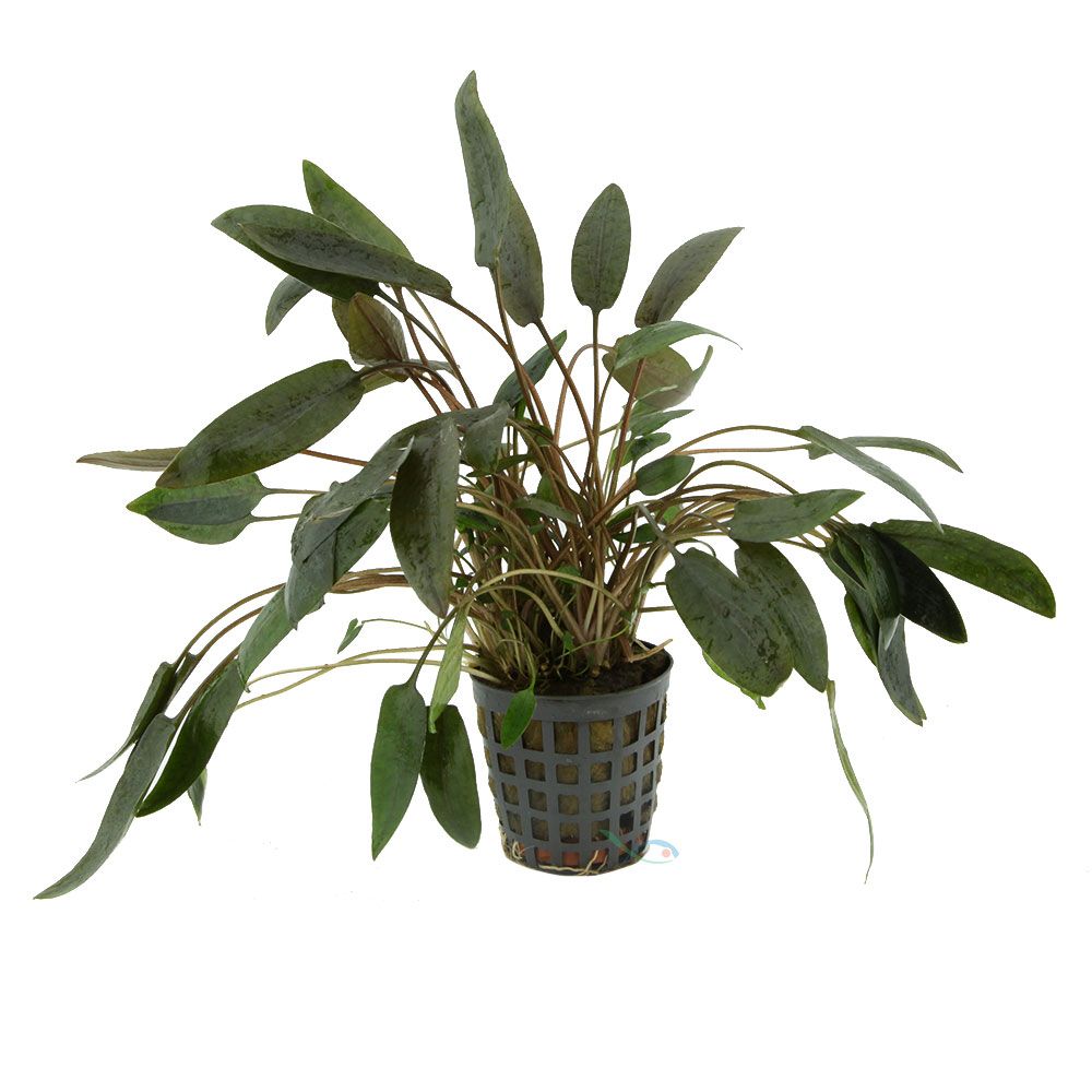 Pianta Cryptocoryne Wendtii &quot;brown&quot; vasetto