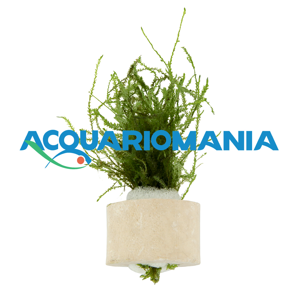 Pianta Vesicularia Dubyana (Muschio di Giava) mazzetto