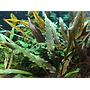 Tropica 1•2•Grow! Cryptocoryne undulatus "Red"