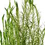 Tropica Mayaca fluviatilis in mazzetto