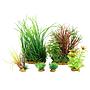 Zolux PlantKit Jalaya 4 Assortimento 6 piantine in plastica