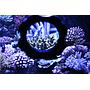 Coral Box Magnet Cleaner Explorer per vasche con vetri fino a 5-10mm