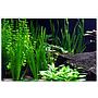 Tropica Vallisneria americana "Natans" in mazzetto