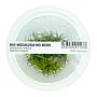 Ada Bio Mizukusa No Mori Helanthium Echinodorus tenellum in Vitro Cup (8Ø-10H)