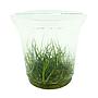 Ada Bio Mizukusa No Mori Helanthium Echinodorus tenellum in Vitro Cup (8Ø-10H)