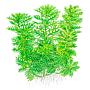 Tropica Hottonia Palustris in vasetto