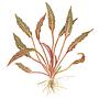 Tropica 1•2•Grow! Cryptocoryne nurii in Vitro Cup