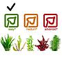 Tropica 1•2•Grow! Pianta Taxiphyllum Barbieri in Vitro Cup