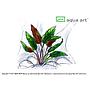 Aqua Art Cryptocoryne wendtii "Mi Oya" in Vitro Cup