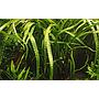 Tropica 1•2•Grow! Cryptocoryne crispatula