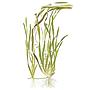 Tropica Vallisneria americana "Natans" in mazzetto