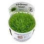Tropica 1•2•Grow! Pianta Utricularia Graminifolia in Vitro Cup