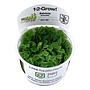 Tropica 1•2•Grow! Pianta Salvinia Minima galleggiante in Vitro Cup