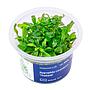 Aqua Art Hygrophila corymbosa 'Thailand' in Vitro Cup