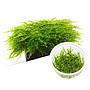 Ada Bio Mizukusa No Mori Vesicularia montagnei in Vitro Cup (7,5Ø-8H)