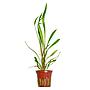 Tropica Pianta Cryptocoryne spiralis 'Red' in vasetto