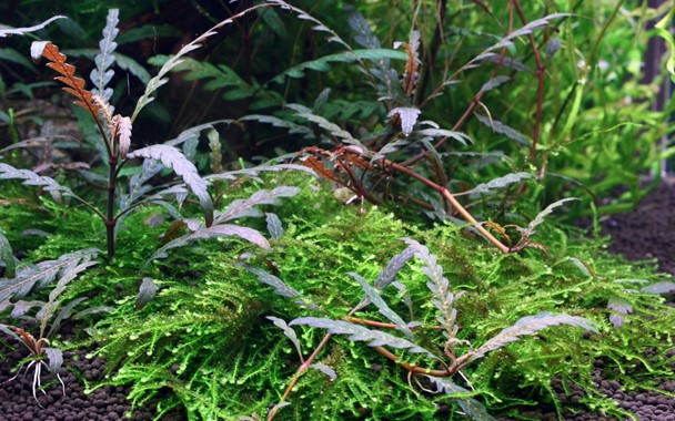 Tropica 1•2•Grow! Hygrophila pinnatifida