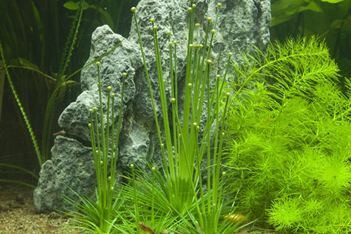 Tropica 1•2•Grow! Eriocaulon cinereum