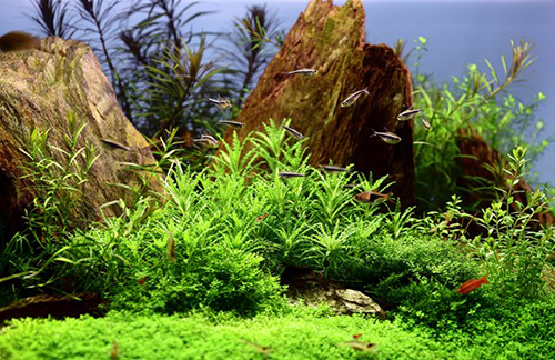 Tropica 1•2•Grow! Pogostemon helferi