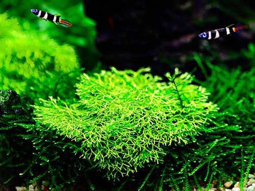 Tropica 1•2•Grow! Riccia Fluitans