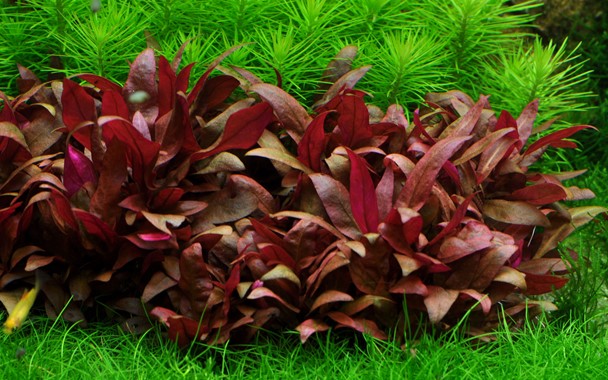 Tropica 1•2•Grow! Alternantera Reineikii &quot;Mini&quot;