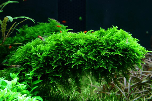 Tropica 1•2•Grow! Vesicularia dubyana &quot;Christmas&quot;