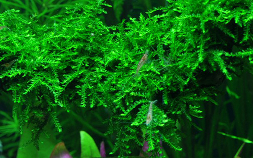 Tropica 1•2•Grow! Vesicularia Ferriei &quot;Weeping&quot;