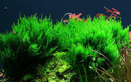 Tropica 1•2•Grow! Taxiphyllum sp. &quot;Flamè&quot;
