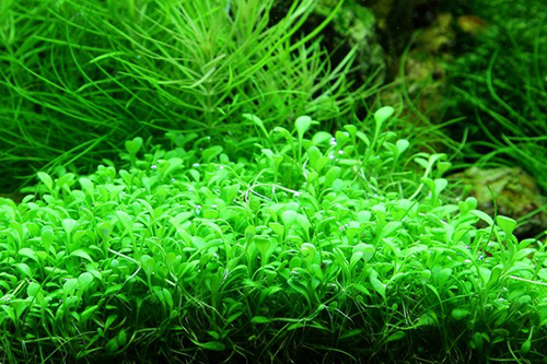 Tropica 1•2•Grow! Glossostigma Elantinoides