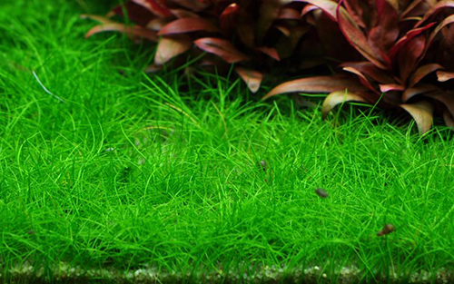Tropica 1•2•Grow! Eleocharis &quot;Mini&quot;