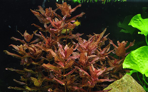 Tropica 1•2•Grow! Rotala Macranda