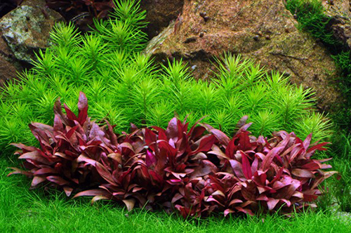 Tropica 1•2•Grow! Pogostemon Erectus