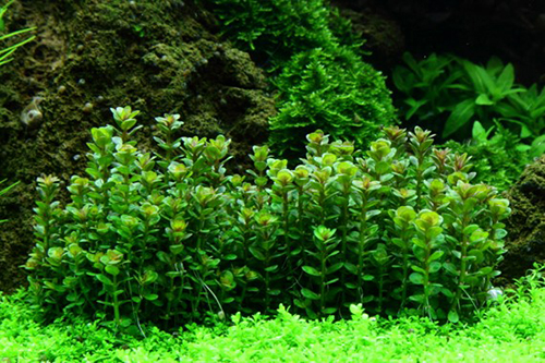 Tropica 1•2•Grow! Rotala &quot;Bonsai&quot;