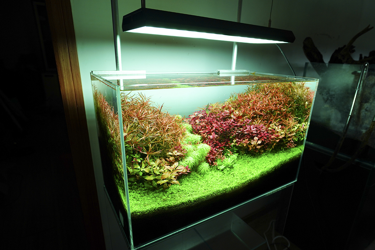 Chihiros Plafoniera a Led RGB VIVID II Bluetooth per acquario dolce 43cm 130W 8000K° nera