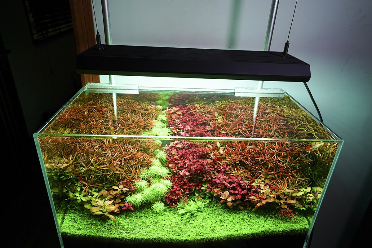 Chihiros Plafoniera a Led RGB VIVID II Bluetooth per acquario dolce 43cm 130W 8000K° nera