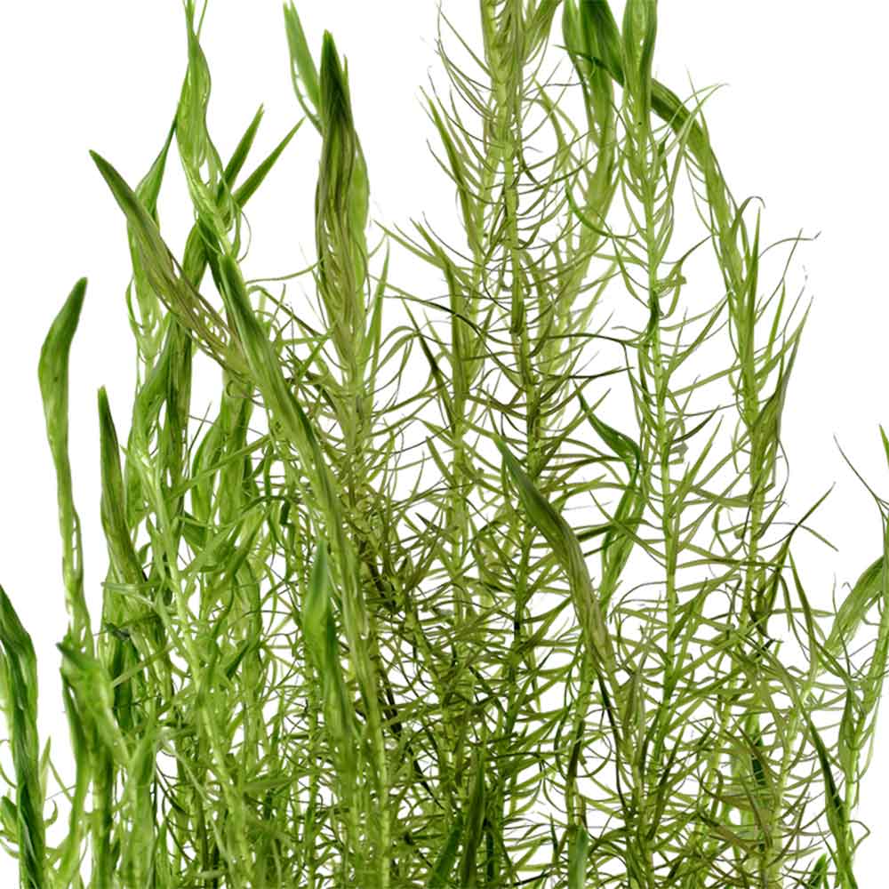 Tropica Mayaca fluviatilis in mazzetto