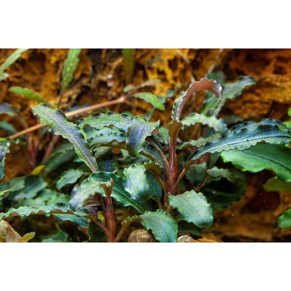 Tropica Bucephalandra 'Kedagang'