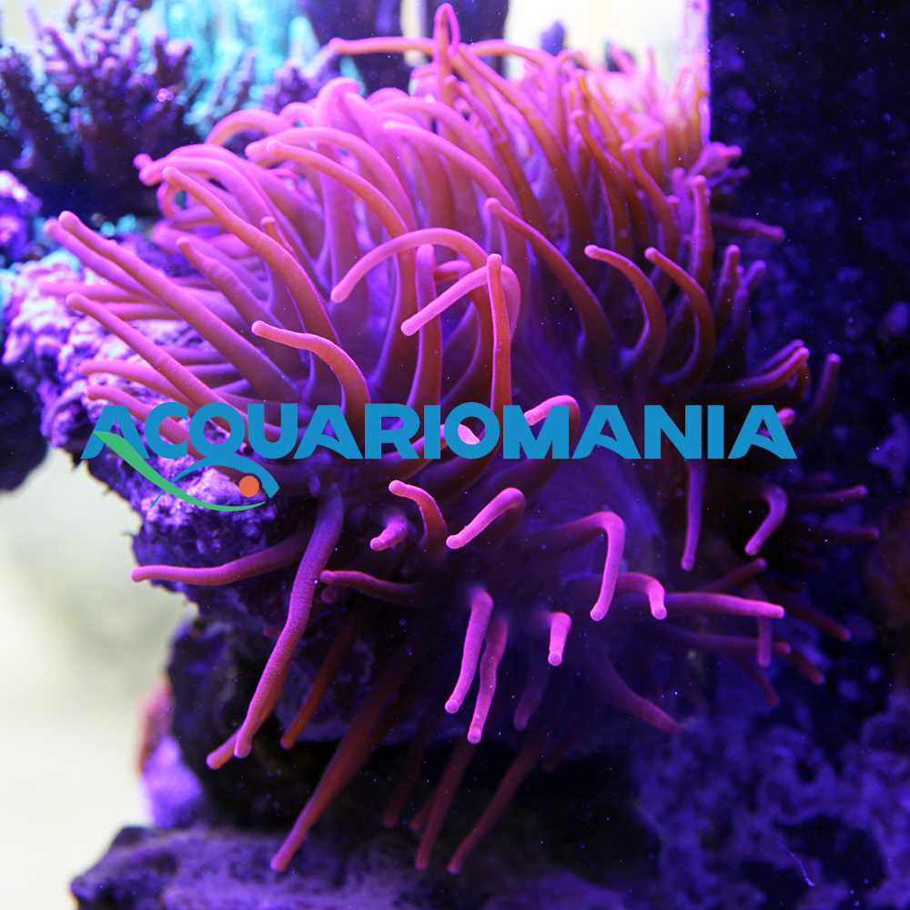 Entacmaea Red (anemone a bolle)