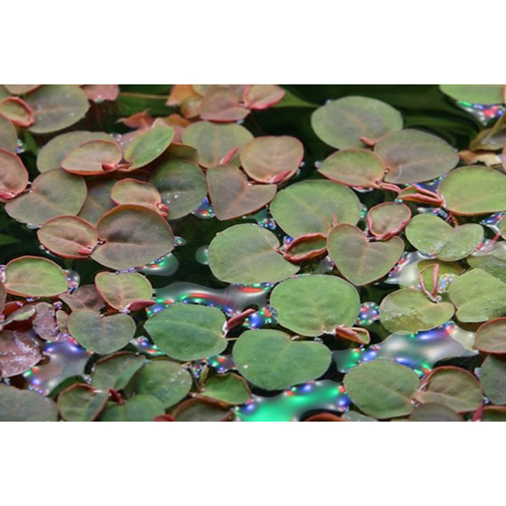 Tropica 1•2•Grow! Phyllanthus fluitans