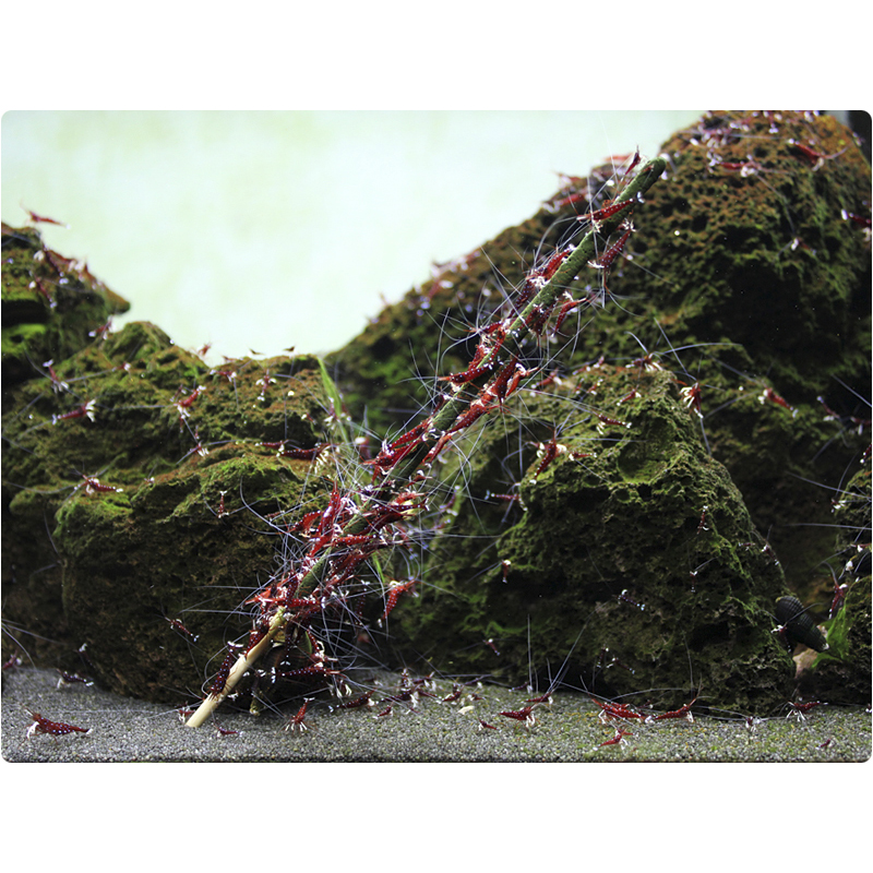 GlasGarten - Shrimp Lollies - 4in1 Power