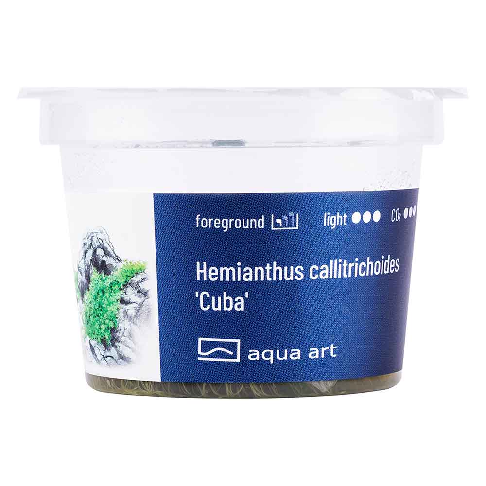 Aqua Art Eleocharis acicularis &quot;Mini&quot; in Vitro Cup