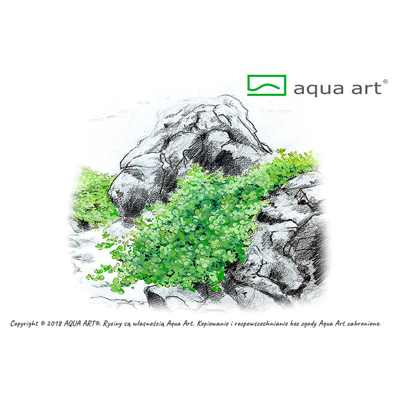 Aqua Art Eleocharis acicularis &quot;Mini&quot; in Vitro Cup