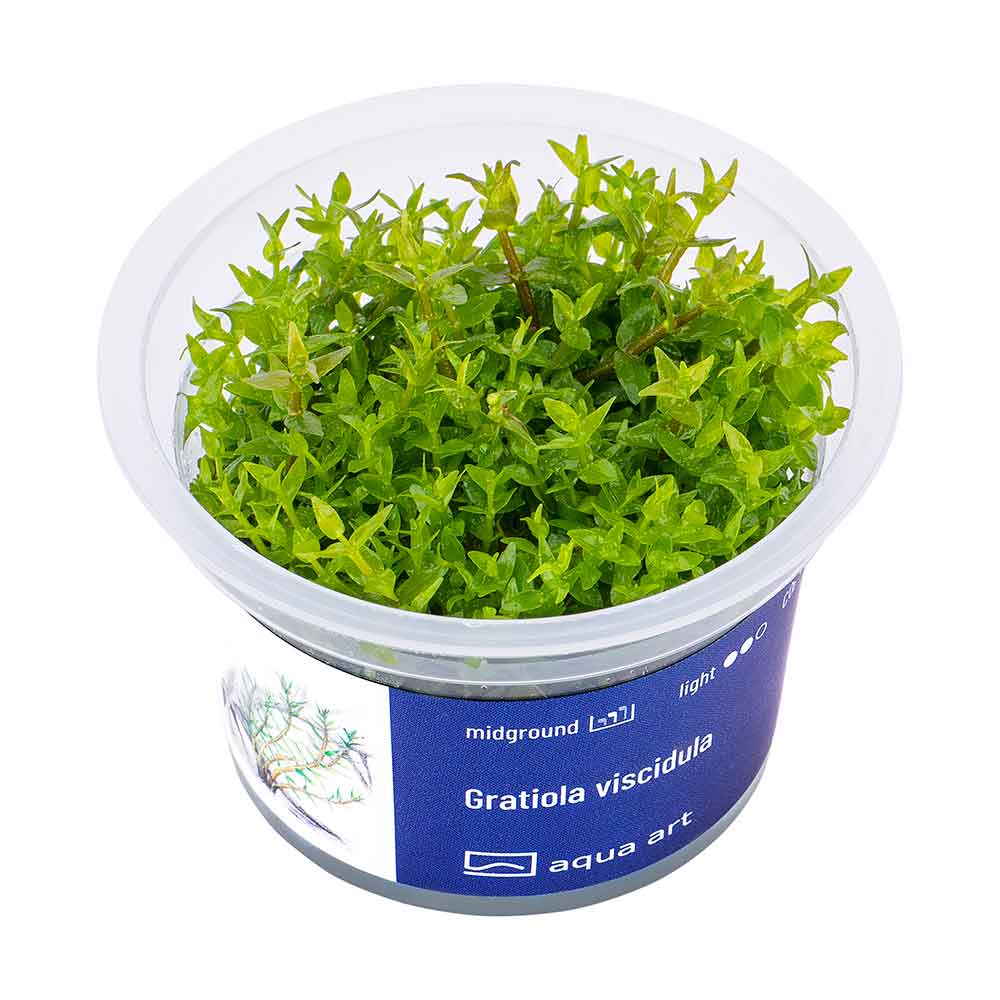 Aqua Art Gratiola viscidula in Vitro Cup