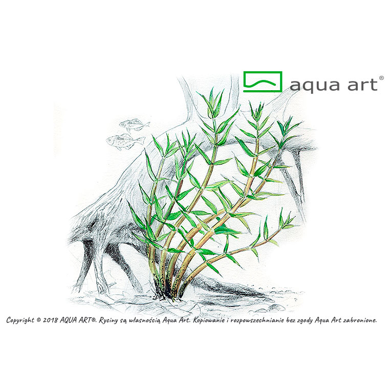Aqua Art Gratiola viscidula in Vitro Cup