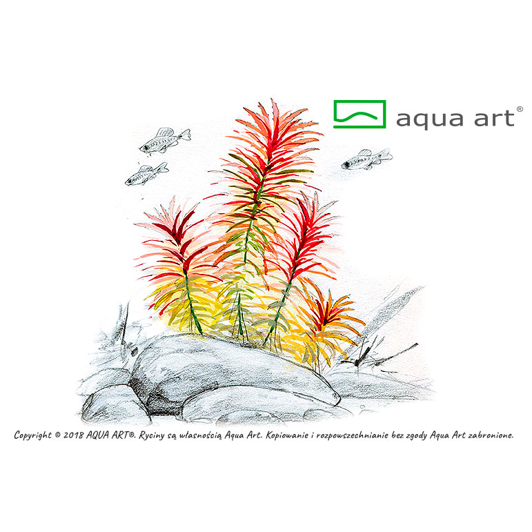 Aqua Art Limnophila aromatica in Vitro Cup