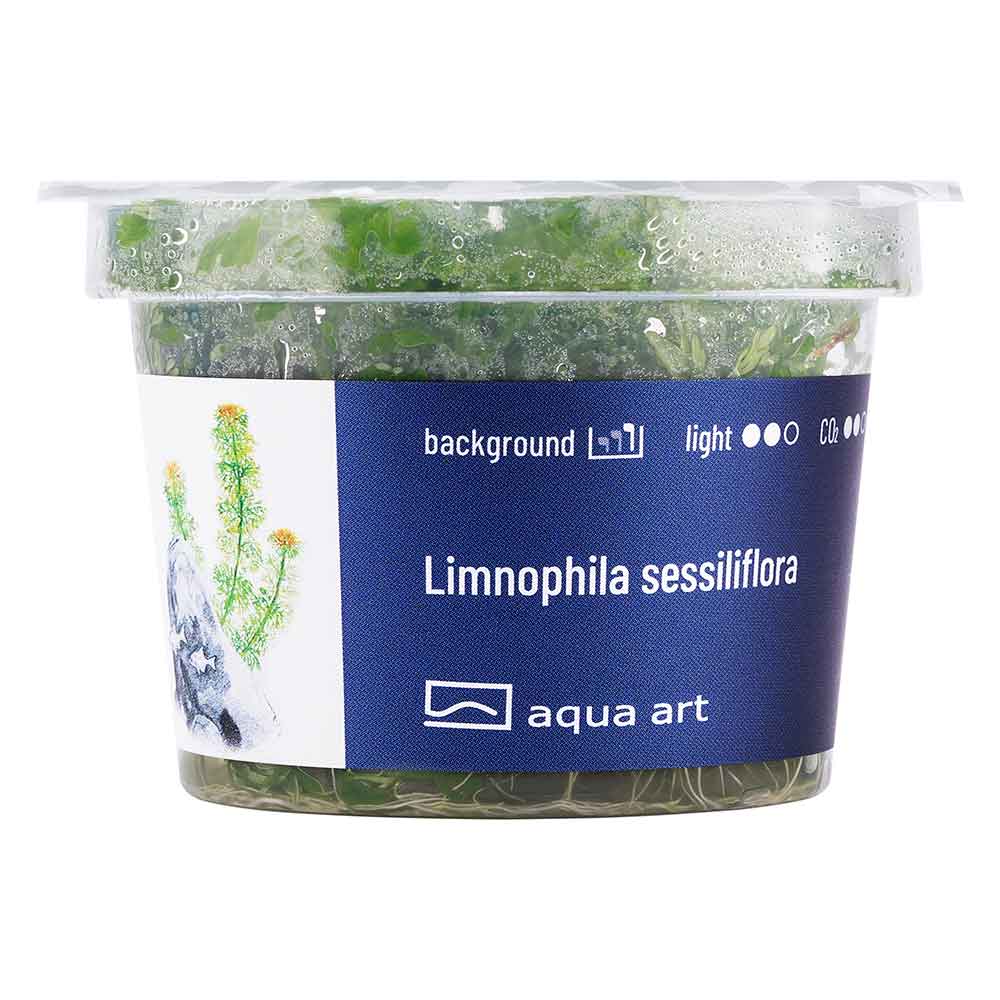 Aqua Art Limnophila sessiliflora in Vitro Cup